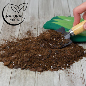 Soil Sunrise Aroid soil promoting healthier roots and plant vigor