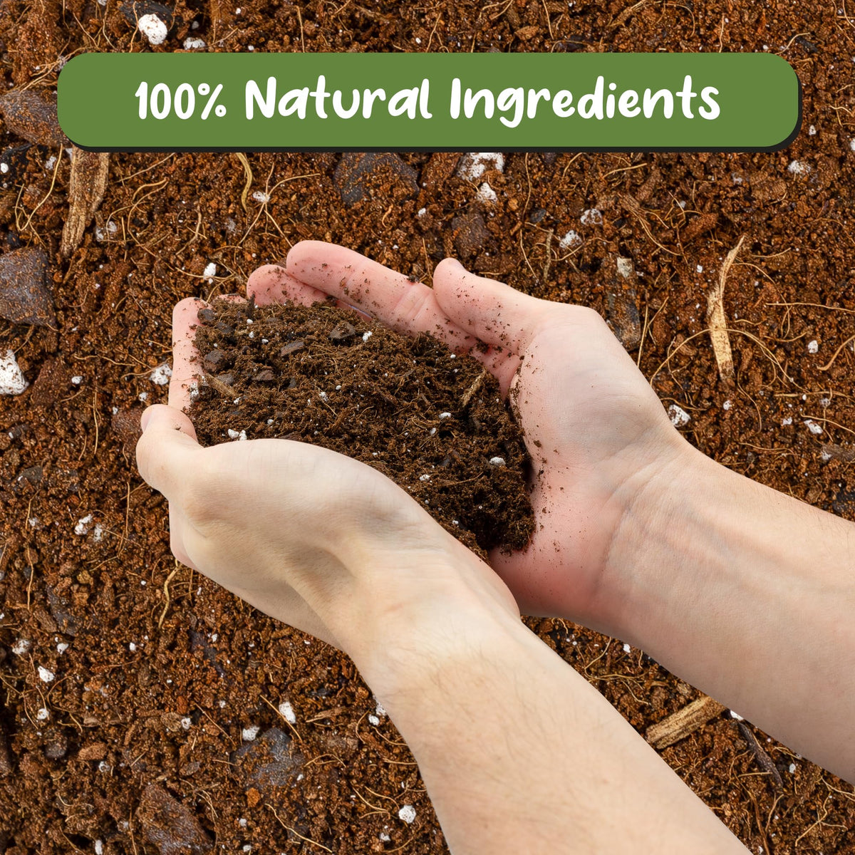 Soil Sunrise Aroid soil with charcoal filtration promotes cleaner air around roots