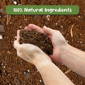 Soil Sunrise Aroid soil with charcoal filtration promotes cleaner air around roots