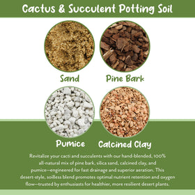Soil Sunrise cactus thriving in desert-style pot