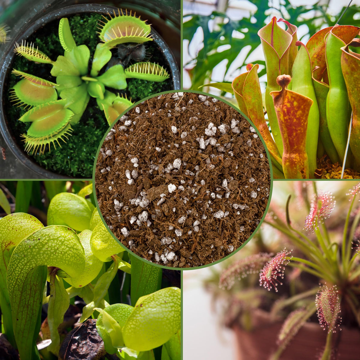 Soil Sunrise Carnivorous Potting Soil uses peat moss and perlite for drainage.