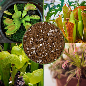 Soil Sunrise Carnivorous Potting Soil uses peat moss and perlite for drainage.