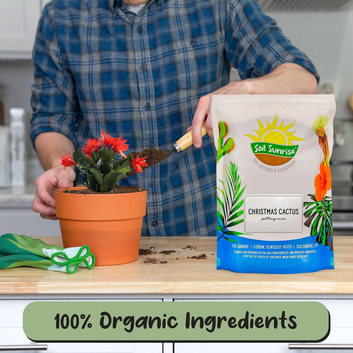 Soil Sunrise Christmas Cactus repotting in pot promotes steady growth and healthy roots