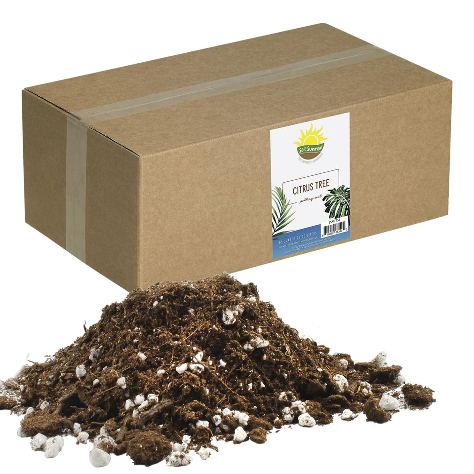 Soil Sunrise citrus-tree potting soil mix 30qt for healthy root growth.