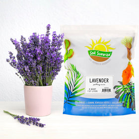 Soil Sunrise container garden with lavender demonstrates balanced aeration and moisture retention.