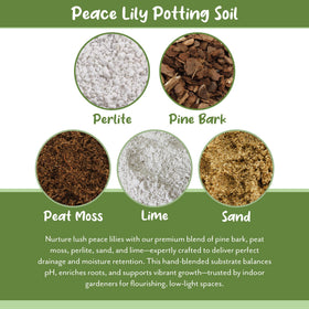 Soil Sunrise container gardening setup demonstrates indoor peace lily compatibility.