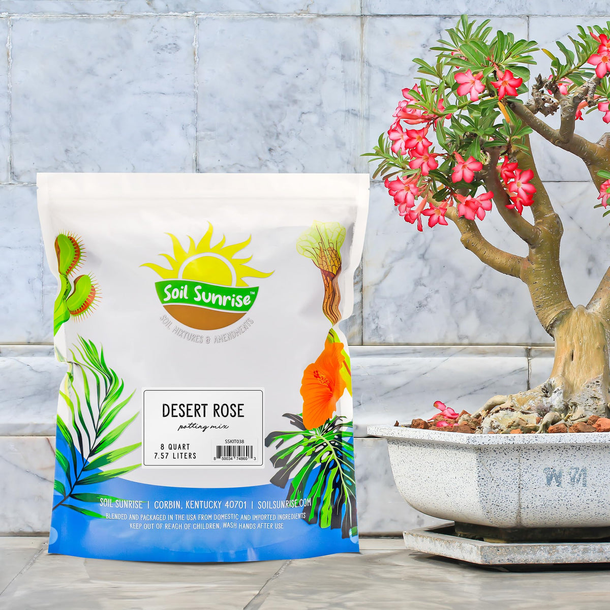 Soil Sunrise Desert Rose potting mix setup showcases thriving succulents with proper drainage.