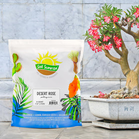 Soil Sunrise Desert Rose potting mix setup showcases thriving succulents with proper drainage.