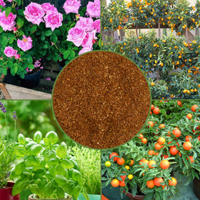 Soil Sunrise dry molasses powder in a garden bed signals organic soil amendment