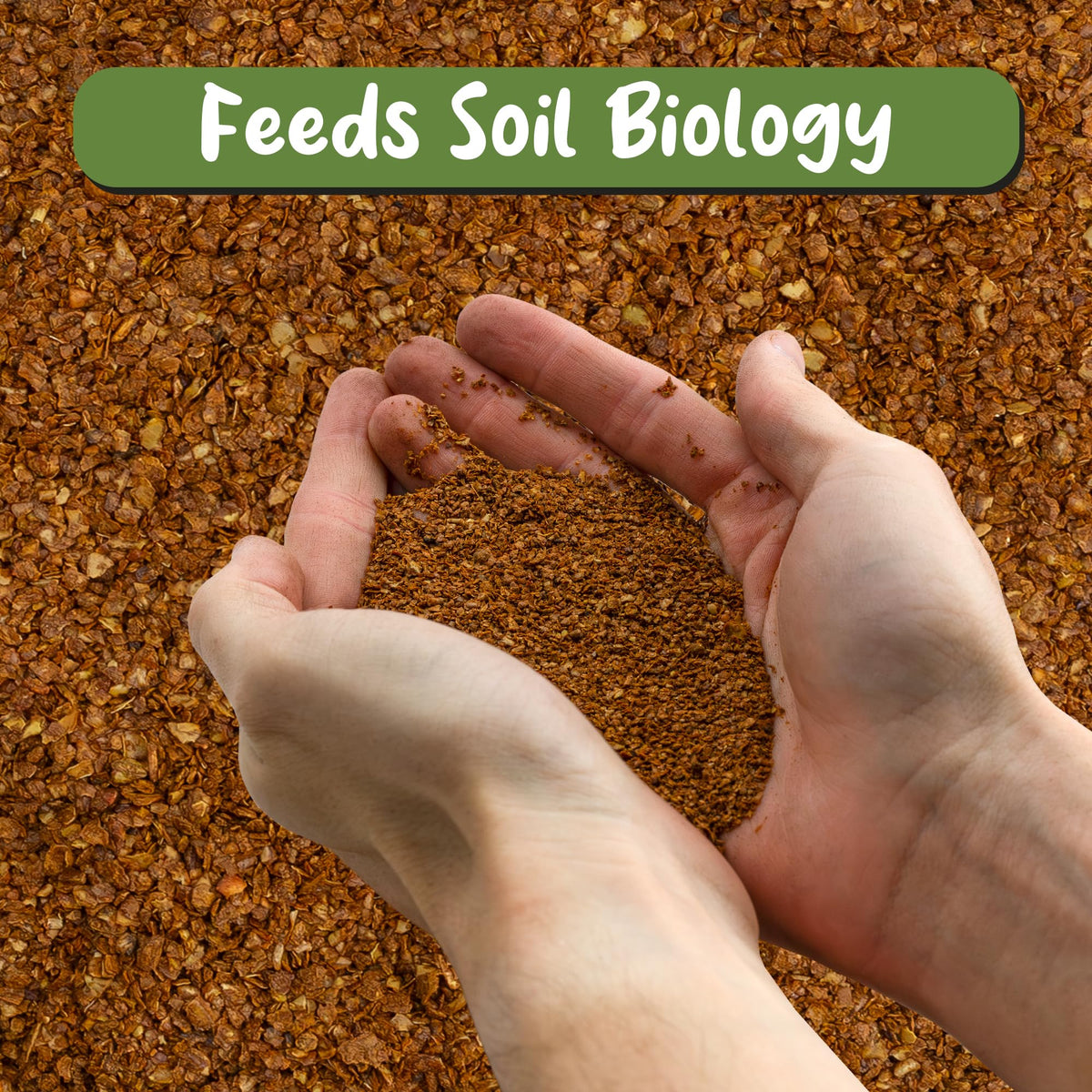 Soil Sunrise dry molasses powder spoon shows precise dosing for steady plant feeding