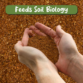 Soil Sunrise dry molasses powder spoon shows precise dosing for steady plant feeding