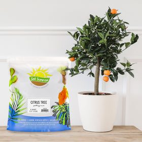 Soil Sunrise dwarf citrus in container thriving with clean potting mix