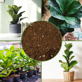 Soil Sunrise Premium Fiddle Leaf Fig Soil in a pot with lush leaves