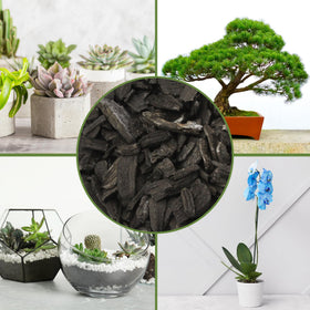 Soil Sunrise indoor plants setup showing charcoal-enhanced soil mix