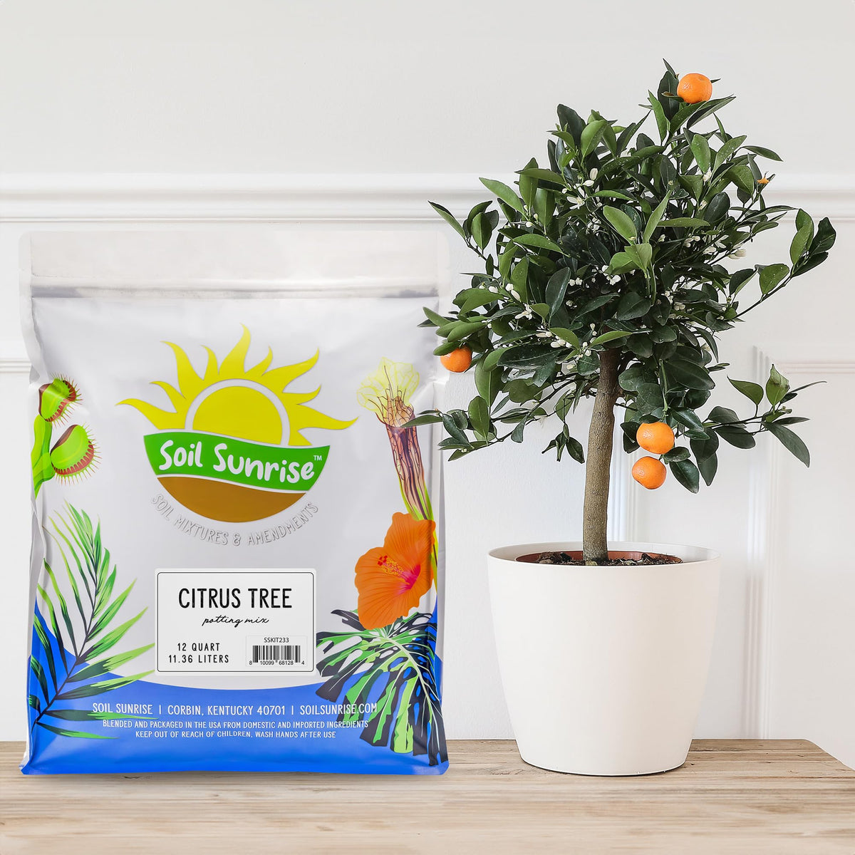Soil Sunrise indoor-citrus-planting-step demonstrates root-friendly potting for strong growth.