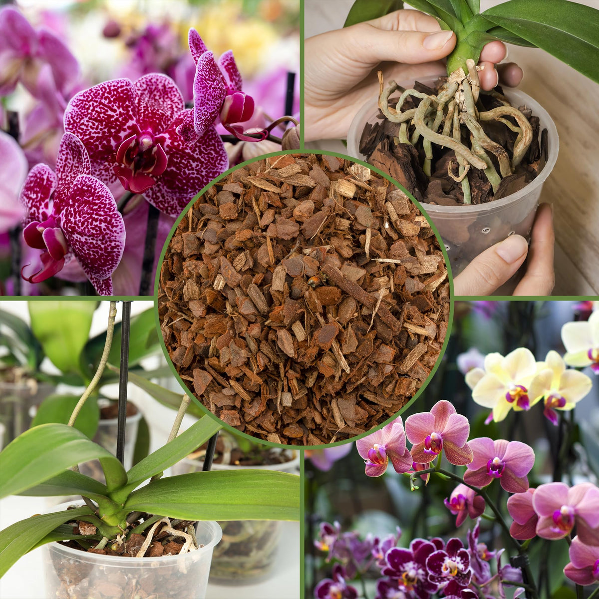 Soil Sunrise orchids thrive with this bag ready for container gardening.