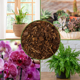 Indoor plant arrangement with Soil Sunrise mulch creating a tidy soil barrier.