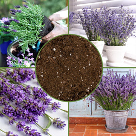 Soil Sunrise texture closeup shows aeration and drainage properties for lavender.