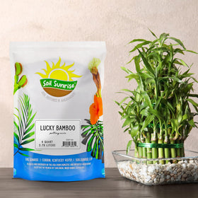 Soil Sunrise Lucky Bamboo mix being poured into a decorative container for repotting