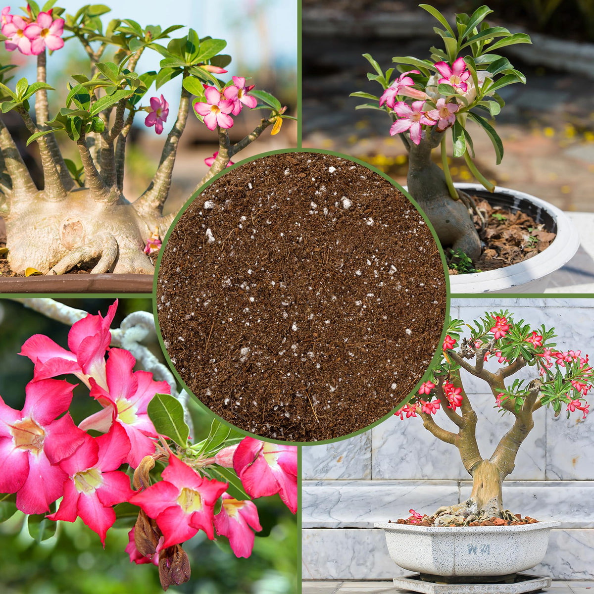 Soil Sunrise Natural ingredients like peat moss and perlite support moisture balance.