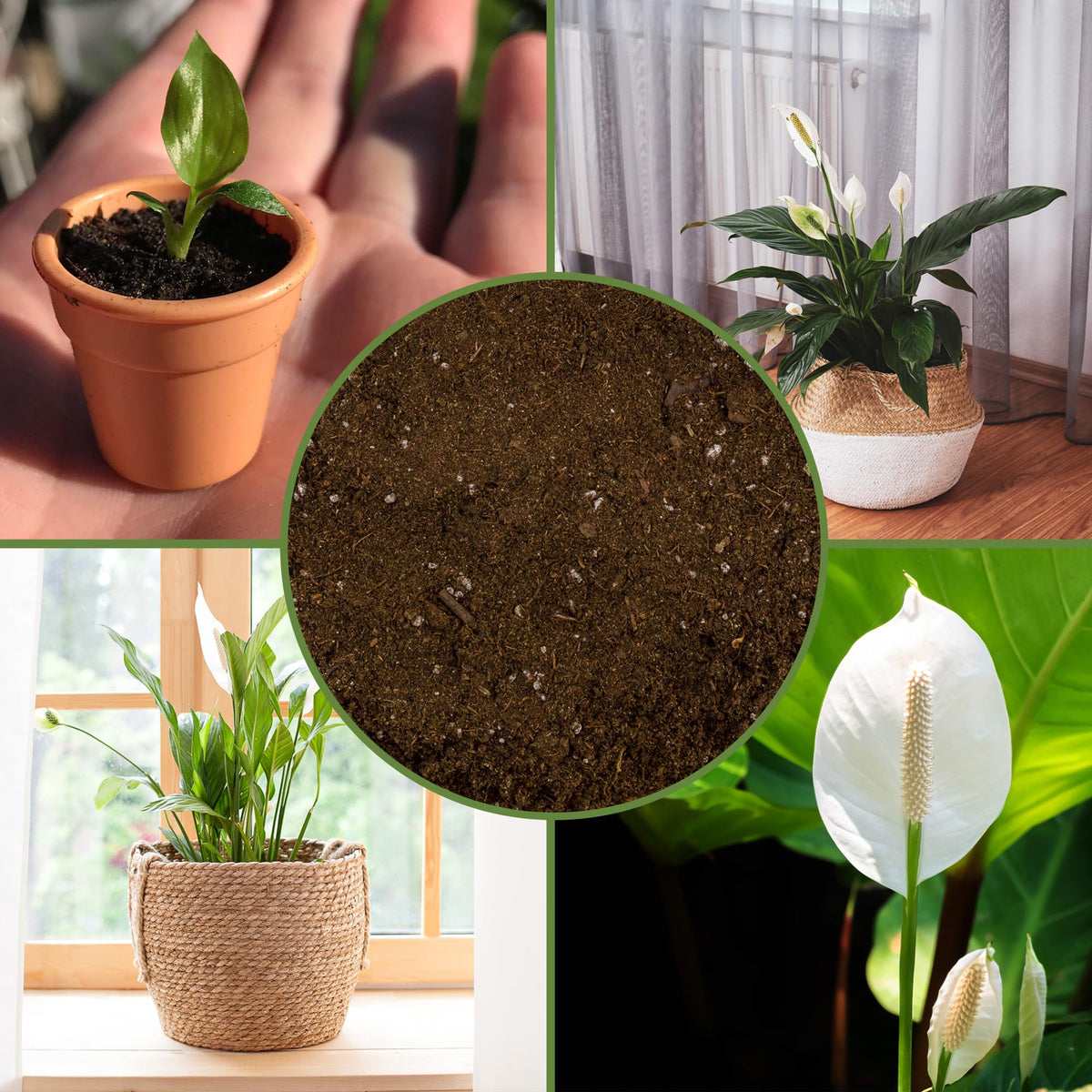 Soil Sunrise nutrient-retention feature close-up supports steady moisture for roots.