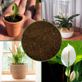 Soil Sunrise nutrient-retention feature close-up supports steady moisture for roots.