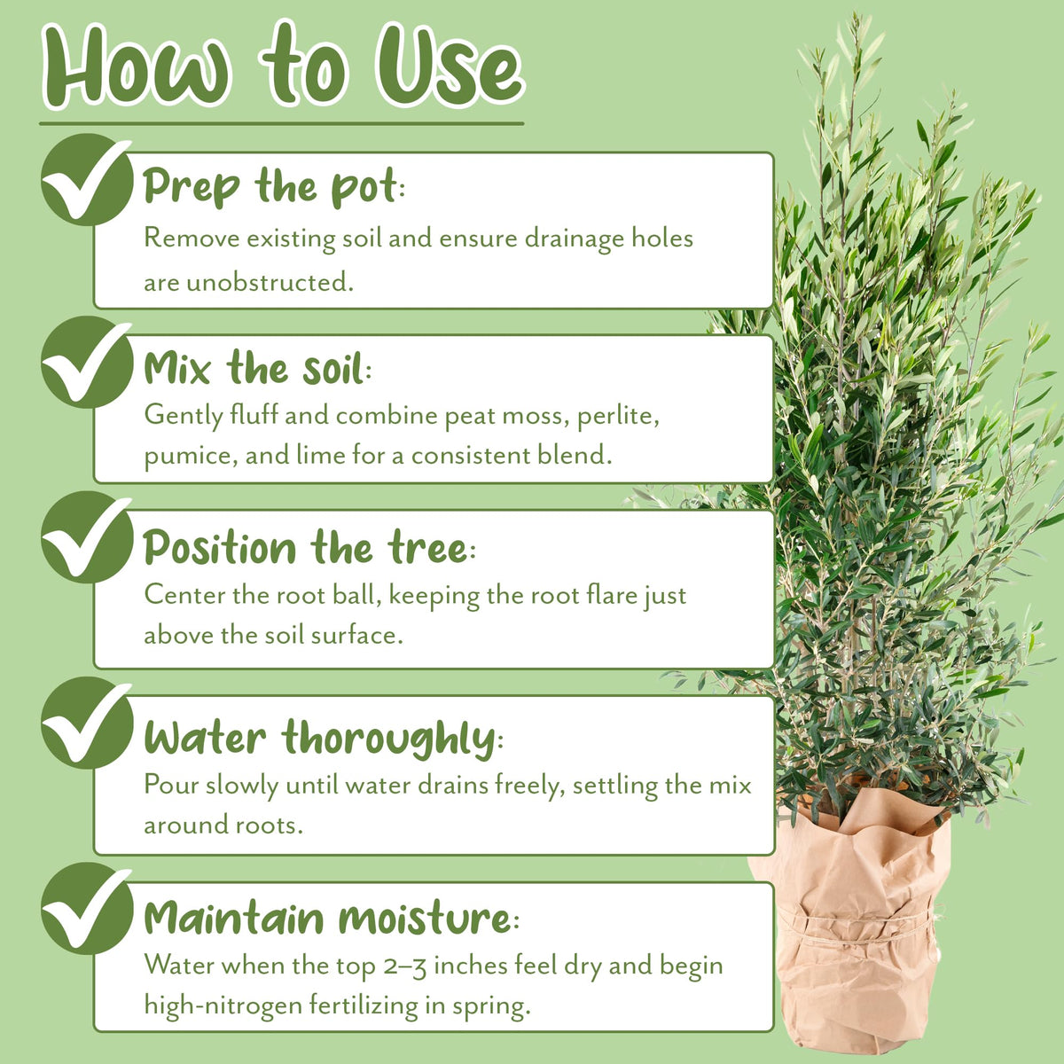 Soil Sunrise olive tree in pot demonstrates ready-to-use container soil.