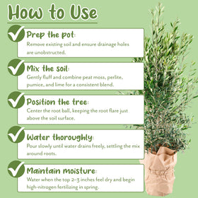 Soil Sunrise olive tree in pot demonstrates ready-to-use container soil.