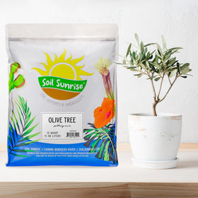 Closeup of Soil Sunrise olive tree potting soil mix texture for healthy roots