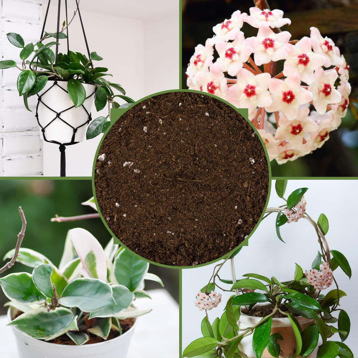 Soil Sunrise organic-humus blend nourishes soil life in containers