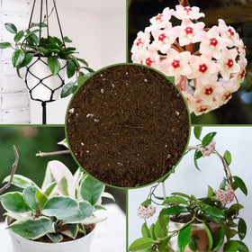 Soil Sunrise organic-humus blend nourishes soil life in containers