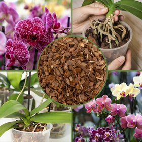 Soil Sunrise organic pine bark mix supports natural orchid rooting environments.