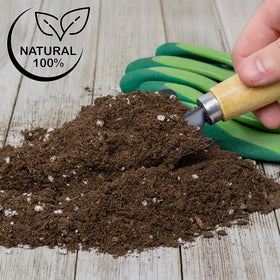 Packaging design showcases eco-friendly Soil Sunrise formula for Lucky Bamboo