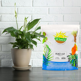 Soil Sunrise Peace Lily Potting Soil pour for easy container filling