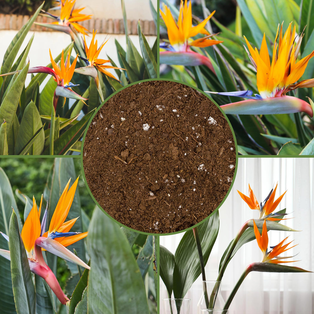 Peat moss, perlite, lime provide aeration and drainage in Soil Sunrise mix