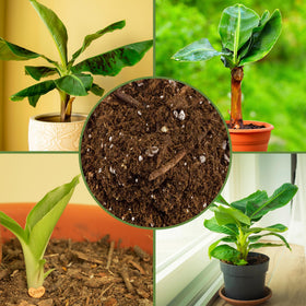 Soil Sunrise peat moss perlite blend balances moisture for potted bananas