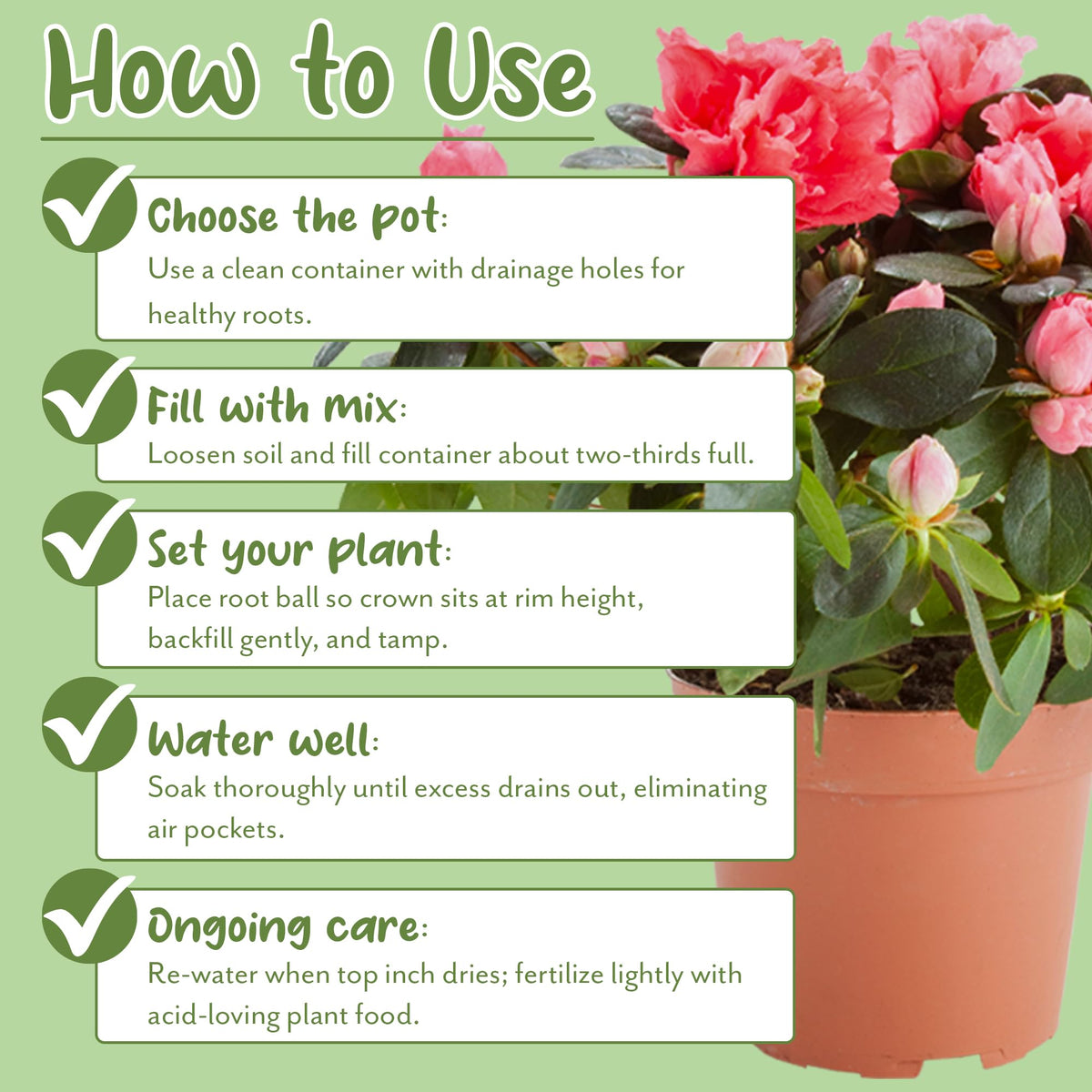 Soil Sunrise peat moss and pine mulch create a nutrient-rich base.