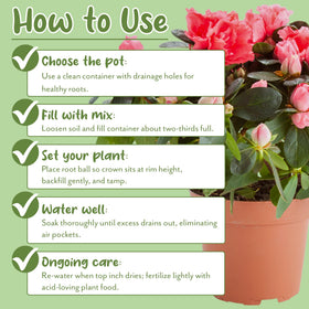Soil Sunrise peat moss and pine mulch create a nutrient-rich base.