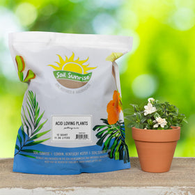 Soil Sunrise ph-balanced soil supports azaleas and rhododendrons in pots.
