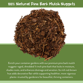 Soil Sunrise mulch terrarium layer creates natural substrate look
