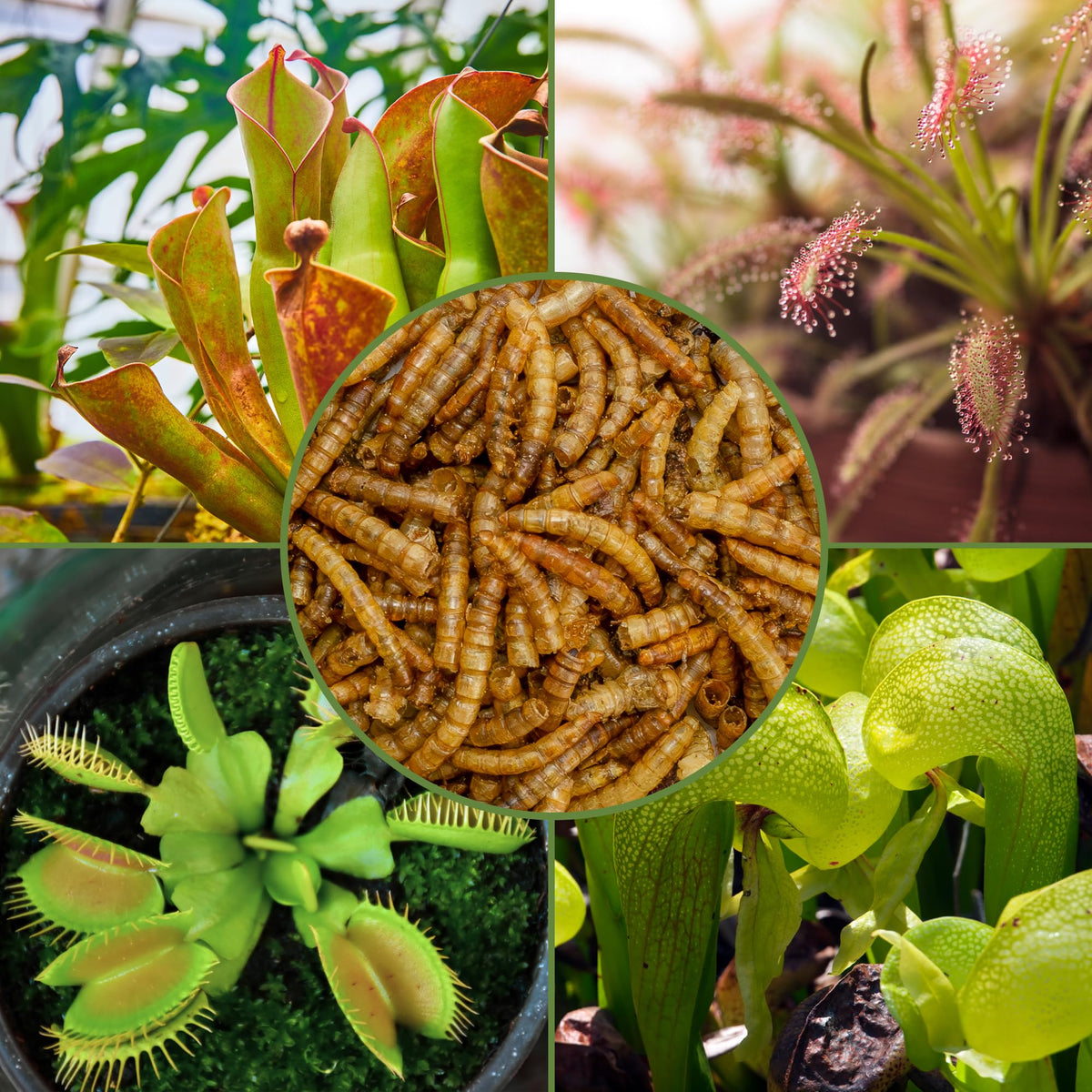 Soil Sunrise pitcher plant feeding close-up with dried mealworms