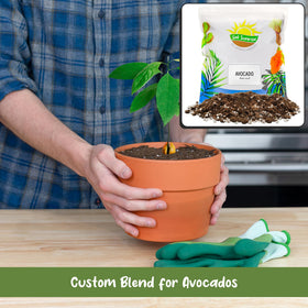 Soil Sunrise avocado plant being repotted with the soil mix.