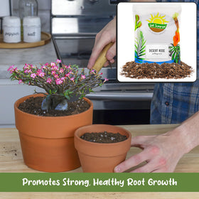 Soil Sunrise Potting Soil for Succulents provides airy texture and good drainage.