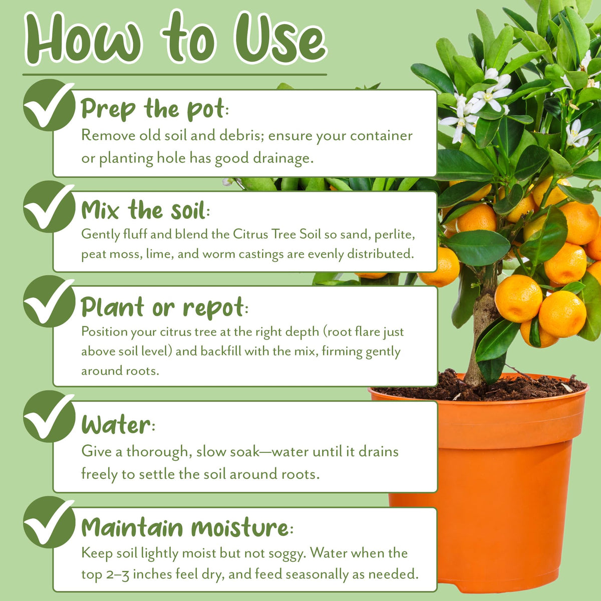 Soil Sunrise repotting and growth support in containers