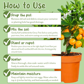 Soil Sunrise repotting and growth support in containers