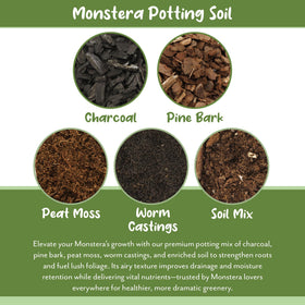 Hands repotting a Monstera with Soil Sunrise root-healthy blend