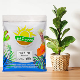 Soil Sunrise Premium Fiddle Leaf Fig Soil close-up of nutrient-rich texture for thriving plants
