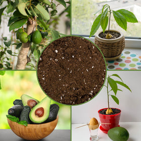 Soil Sunrise ingredients peat moss and perlite for fluffy texture.