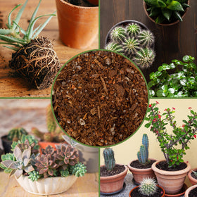 Soil Sunrise succulent terrarium setup appears neat and well-draining
