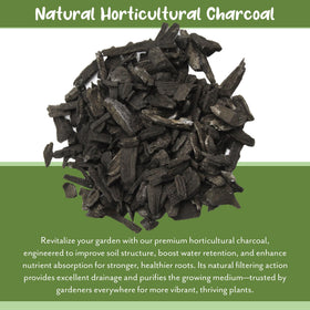 Soil Sunrise terrarium charcoal usage for moisture balance.